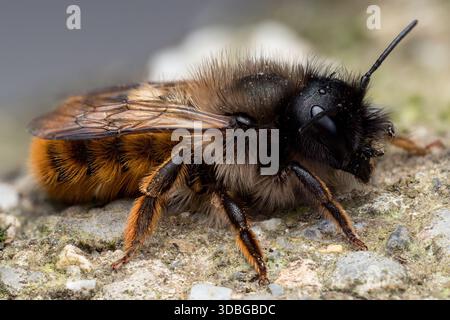 Osmia bicornis mason Bee sur mur de béton. Tipperary, Irlande Banque D'Images