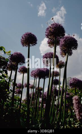 Fleurs d'allium violettes avec de hautes tiges photographiées sous un angle bas contre un ciel bleu et nuageux dans un cadre de jardin. Grandes fleurs d'allium violettes poussant. Banque D'Images