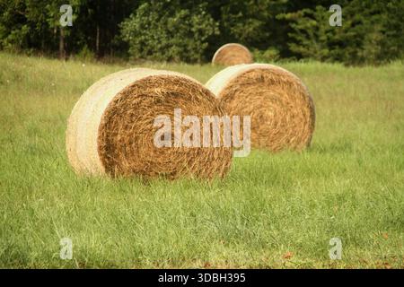 Balles de foin sur le terrain dans la campagne de Virginie, États-Unis Banque D'Images