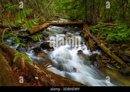 Une vue panoramique capture une rivière forestière immaculée qui coule à travers un environnement luxuriant et dense dans la forêt nationale Okanogan-Wenatchee dans l'État de Washington Banque D'Images