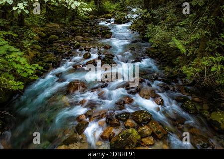 Une vue panoramique capture une puissante rivière de montagne qui traverse vigoureusement une épaisse forêt épaisse et dense à feuilles persistantes dans le parc national North Cascades. Banque D'Images