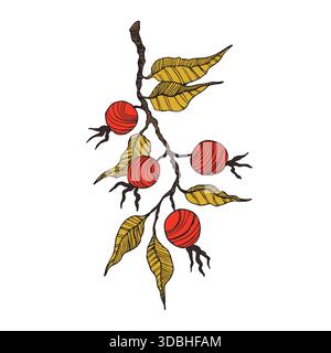 Rose hanche, canneberge, illustration vectorielle de silhouette de myrtilles. Naturel délicieux fruits frais mûrs savoureux. Concept alimentaire Illustration de Vecteur