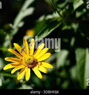 Une abeille sur une fleur jaune vibrante avec des feuilles vertes en arrière-plan. Banque D'Images