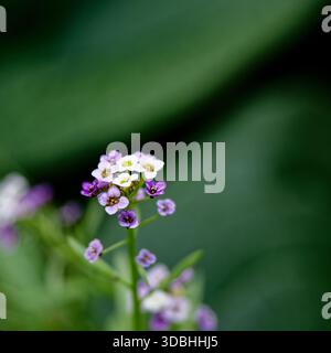 Gros plan de petites fleurs violettes et blanches avec un fond vert flou. Banque D'Images
