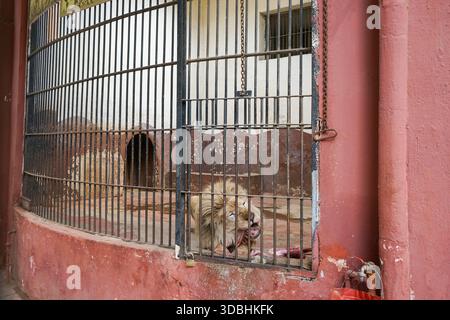Un animal captif au zoo de Giza en Égypte. Le zoo est prévu pour fermer pour des travaux de rénovation et bien que beaucoup espèrent que les conditions des animaux s'amélioreront Banque D'Images
