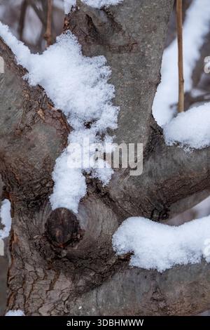 Neige sur les branches tordues et le tronc noué d'arbre à feuilles caduques en hiver, Tysons Corner, Virginie, États-Unis Banque D'Images