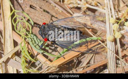Gros plan d'un grand insecte noir Redeye Cicada (Psaltoda moerens) avec des ailes transparentes sur l'écorce au soleil, parc national Wombat-Lerderderg, Victoria Banque D'Images