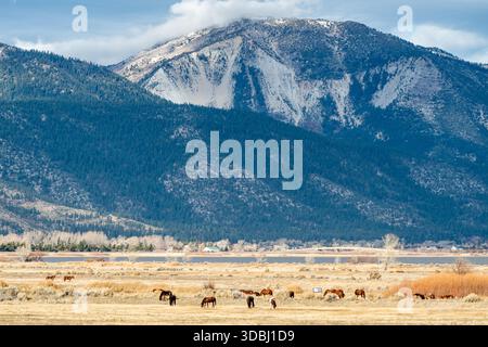 Chevaux sauvages qui paissent près de la rive du lac Washoe avec de la neige fraîche sur Slide Mountain et les pics de Carson Range dans le Nevada Banque D'Images