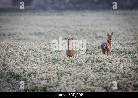Cerf rosé debout sur un champ ouvert couvert de froids matinaux délicats. L'herbe gelée, la lumière douce de l'hiver, et la présence calme des animaux créent Banque D'Images
