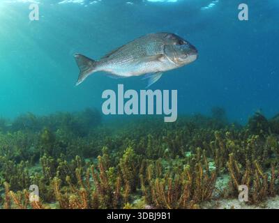 Grand vivaneau australasien Pagrus auratus au-dessus d'un champ de mauvaises herbes de mer brunes. Lieu : Leigh Nouvelle-Zélande Banque D'Images