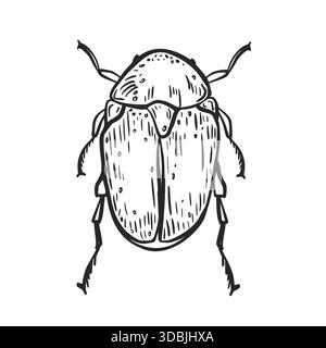 Illustration vectorielle dessinée à la main par scarabée. Art de contour d'insecte pour la biologie et la conception éducative. Objet imprimé graphique noir et blanc de Illustration de Vecteur