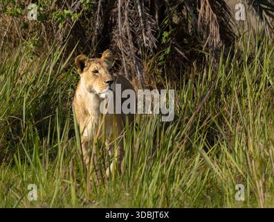 Lionne dans le parc national d'Amboseli (Kenya) Banque D'Images