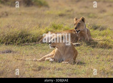 Deux lioneses dans la savane du parc national d'Amboseli Banque D'Images
