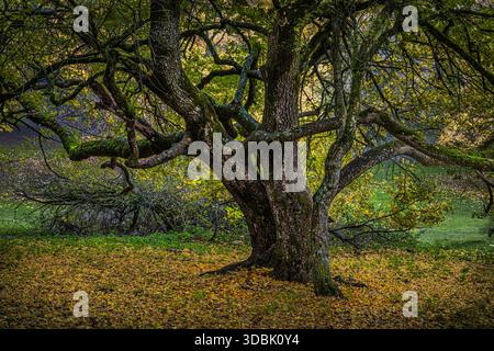 Un vieil érable sycomore se dresse dans un parc, ses branches nouées et sa base entourée de feuilles jaunes d'automne. Abruzzes, Italie, Europe Banque D'Images