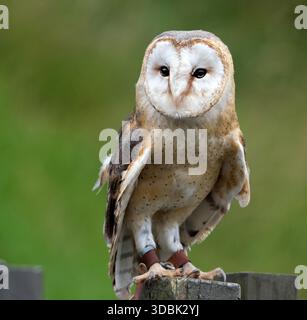 Les hiboux de grange, du genre Tyto, sont le genre de hiboux le plus largement distribué dans le monde. Ce sont des hiboux de taille moyenne avec de grandes têtes. Banque D'Images