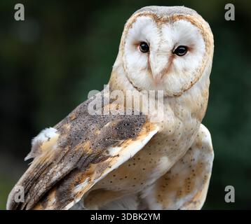 Les hiboux de grange, du genre Tyto, sont le genre de hiboux le plus largement distribué dans le monde. Ce sont des hiboux de taille moyenne avec de grandes têtes. Banque D'Images