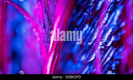 Vue de plumes magenta vif et bleu foncé s'entrelacant, créant une tapisserie vibrante de texture et de couleur, un gros plan capturant leurs détails délicats Banque D'Images