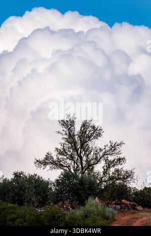 Un arbre à feuilles caduques solitaire se dresse au-dessus d'un pinceau vert foncé, encadré de façon spectaculaire contre un énorme nuage de cumulus blanc brillant et volumineux filli Banque D'Images