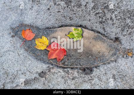 Couleur d'automne, feuilles d'érable dans un bassin rocheux d'eau, Rocky gorge Scenic Area, Kancamagus Highway, New Hampshire Banque D'Images