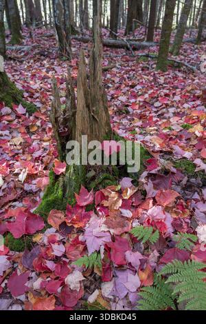 Feuilles d'automne sur le sol forestier, près de Rangeley, Maine Banque D'Images