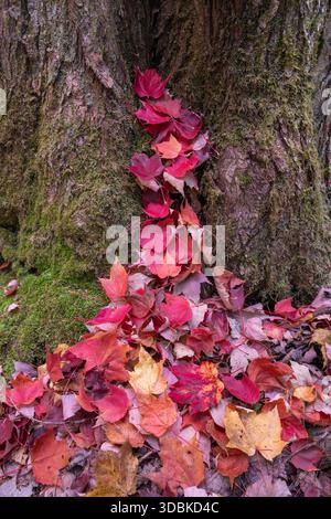Feuilles d'automne sur le sol forestier, près de Rangeley, Maine Banque D'Images