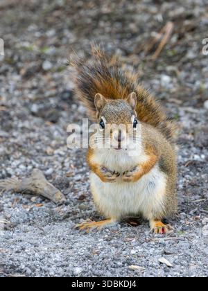 Écureuil roux d'Amérique, Tamiasciurus hudsonicus, près de Rangeley, Maine Banque D'Images