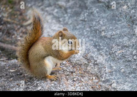 Écureuil roux américain, Tamiasciurus hudsonicus, mangeant, près de Rangeley, Maine Banque D'Images