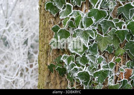 Arbre avec une plante de lierre en hiver Banque D'Images