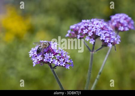 Abeille sur verveine de Patagonie (Verbena bonariensis) Banque D'Images
