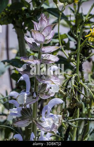Sauge argileuse (Salvia sclarea), également connue sous le nom de sauge de muscade Banque D'Images