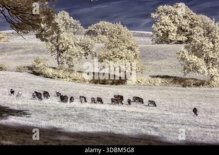 Vaches qui paissent sur Farm Land à l'infrarouge près de Woolson Church Stretton South Shropshire Banque D'Images