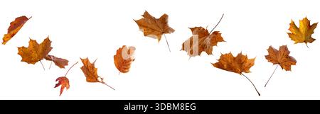 Diverses feuilles d'automne colorées isolées sur fond blanc. Convient aux concepts et décorations saisonniers de la nature. Banque D'Images