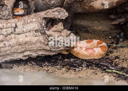 Serpent de maïs (Pantherophis guttatus) dans un terrarium Banque D'Images