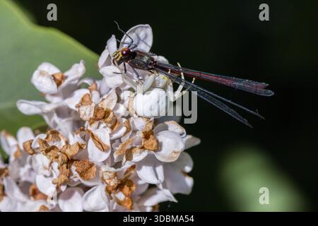 L'araignée à crabe variable (Misumena vatia) a proféré une libellule Adonis primitive (Pyrrhosoma nymphula), également connue sous le nom de libellule Adonis primitive, sur une fleur de lilas Banque D'Images