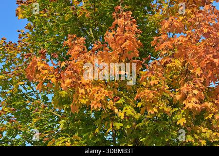 Coloration du feuillage d'automne de l'érable norvégien Acer platanoides Banque D'Images