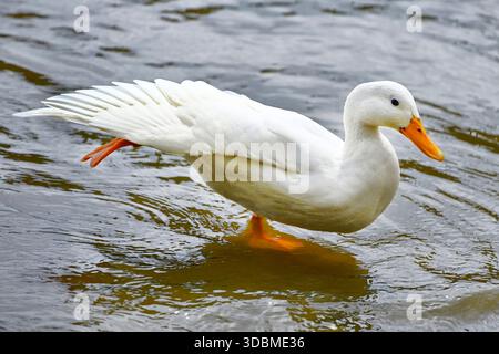 Canard blanc, canard domestique, Anas platyrhynchos forma domestica, sur l'Elbe lors d'un exercice d'étirement à Hambourg, Allemagne Banque D'Images