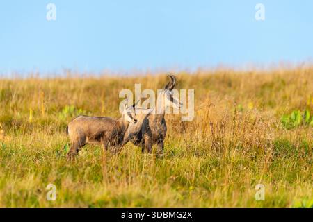 Chamois (Rupicapra rupicapra) mère avec son jeune dans un pré dans les Vosges, faune, France Banque D'Images