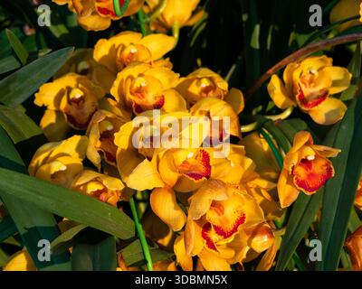 Gros plan d'orchidées jaunes vibrantes en pleine floraison avec des centres à motifs rouges et orange. Fleurs tropicales exotiques poussant en pépinière. Banque D'Images