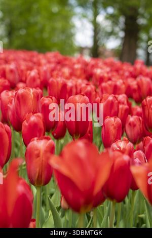 Vue d'un champ vibrant de tulipes rouges s'étendant sous le doux foyer d'arbres verts, capturant l'essence du printemps, lisse, pays-Bas. Banque D'Images