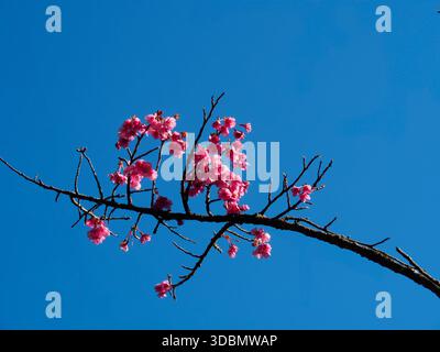Belles fleurs roses de Prunus cerasoides (cerisier sauvage de l'Himalaya) fleurissant sur une branche d'arbre contre un ciel bleu clair à Chiang mai, Thaïlande. Banque D'Images