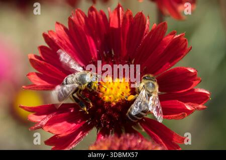 Apis mellifera melifera European Honey Bee Fleur Honeybee ouvrier sur Blanket Flower Banque D'Images