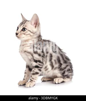 Bengal Cat in front of white background Banque D'Images