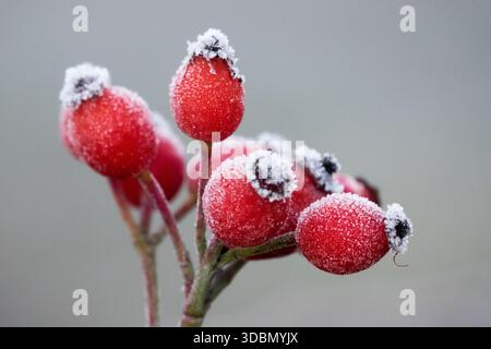 Rouge, Rose Hips, en hiver Banque D'Images