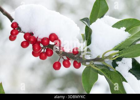 Houx anglais, baies neige, Ilex aquifolium Banque D'Images