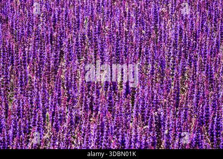 Fond violet Banque D'Images