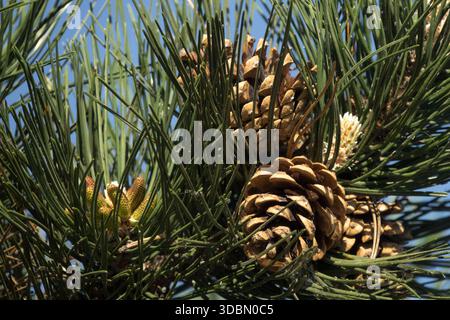 Cônes de pin noir européen Pinus nigra Banque D'Images