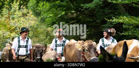 Viehscheid (élevage de bétail) Oberstdorf, Allgäu, Bavière, Allemagne Banque D'Images