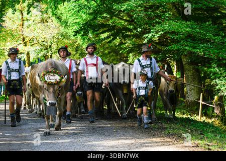 Viehscheid (élevage de bétail) Oberstdorf, Allgäu, Bavière, Allemagne Banque D'Images