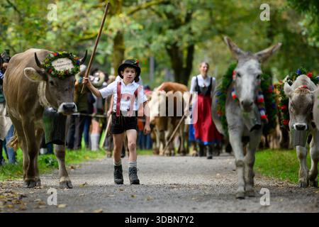 Viehscheid (élevage de bétail) Oberstdorf, Allgäu, Bavière, Allemagne Banque D'Images