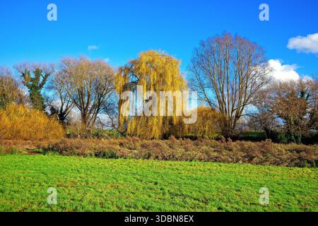 Un saule pleureur, Salix chrysocoma contre un ciel bleu ensoleillé d'hiver dans la campagne de Shepperton Surrey Angleterre Banque D'Images